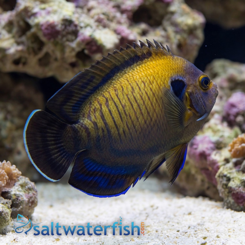 Bluefin Pygmy Angelfish