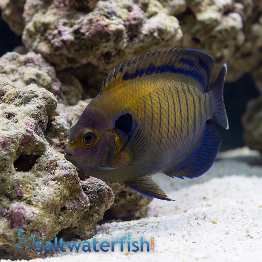Bluefin Pygmy Angelfish