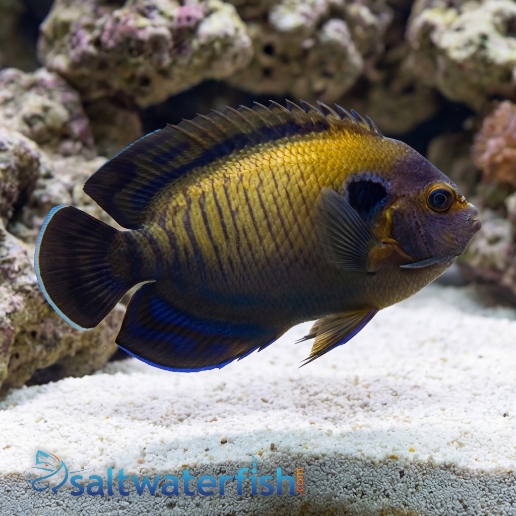 Bluefin Pygmy Angelfish