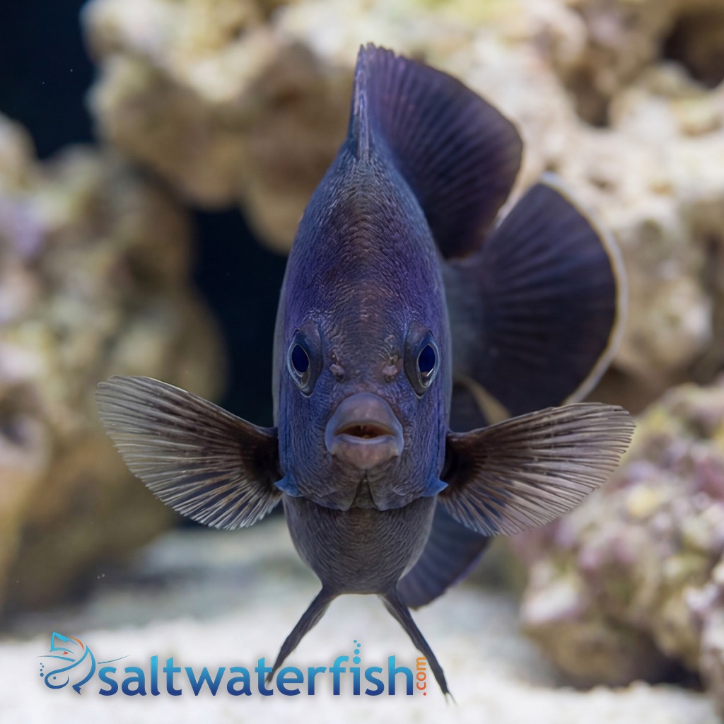Midnight Angelfish 