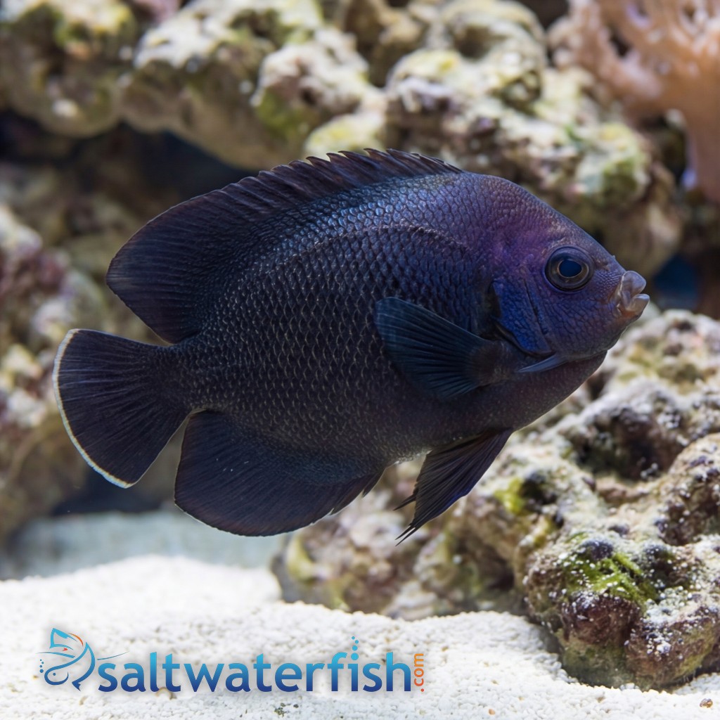 Midnight Angelfish 
