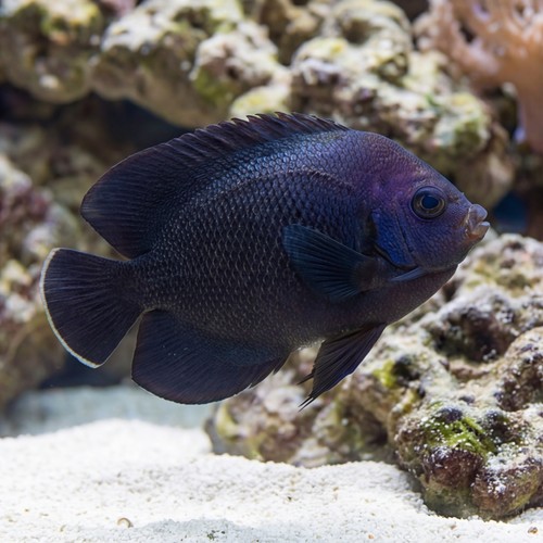 Midnight Angelfish