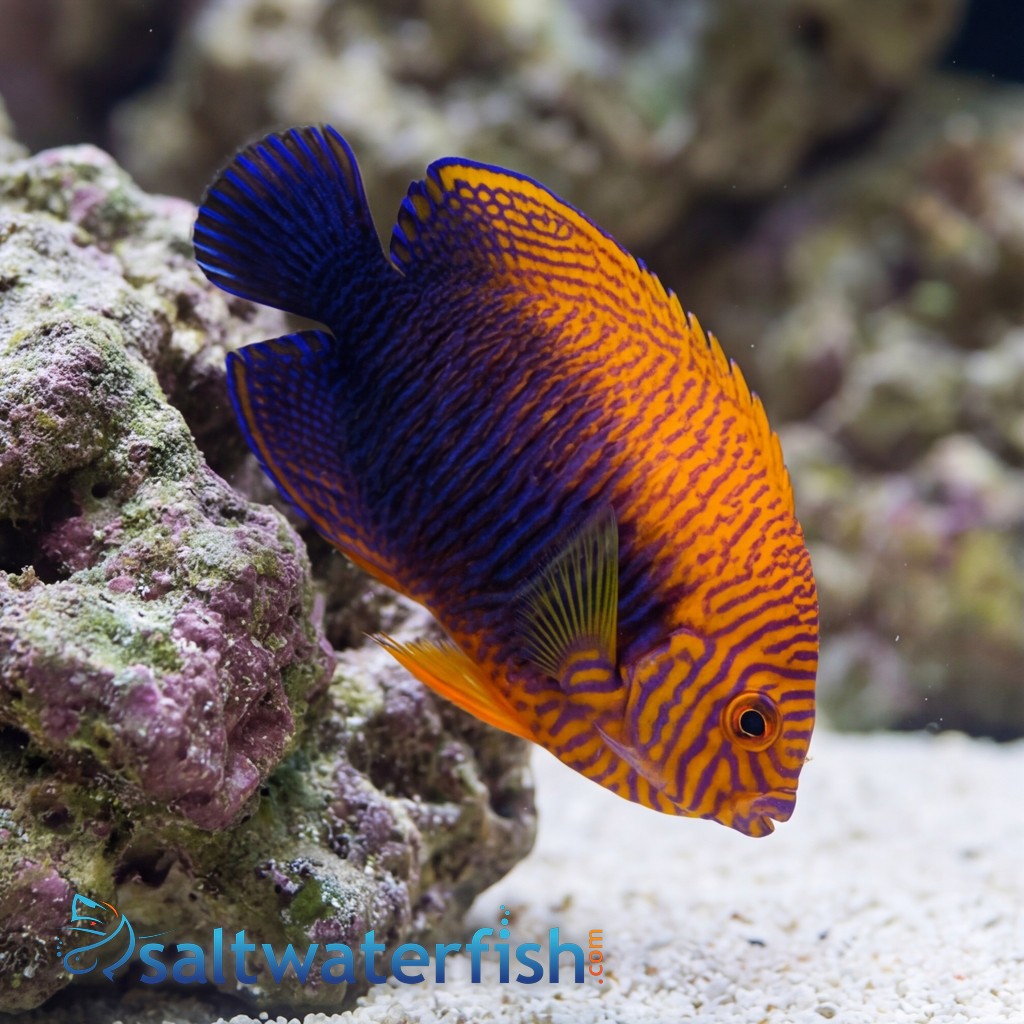 Potters Angelfish - Hawaii