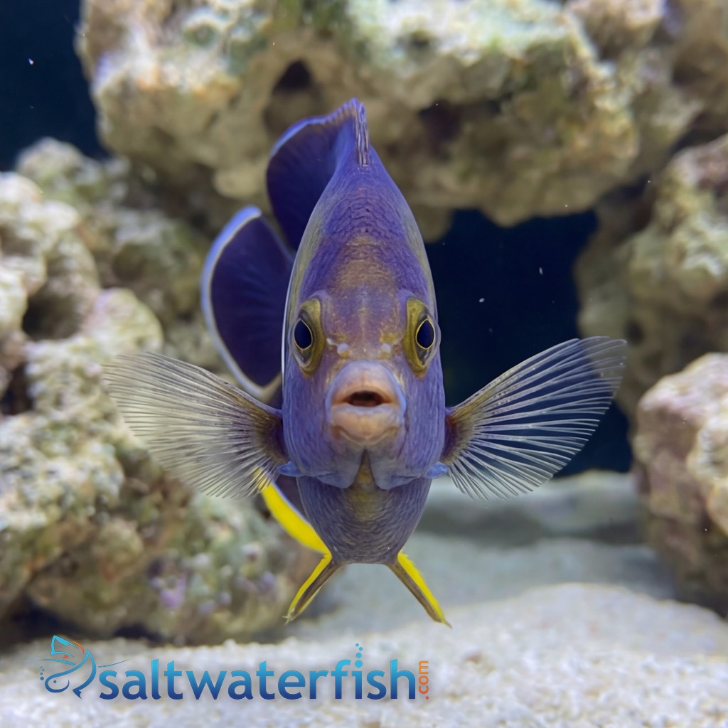Melas (Keyhole) Angelfish