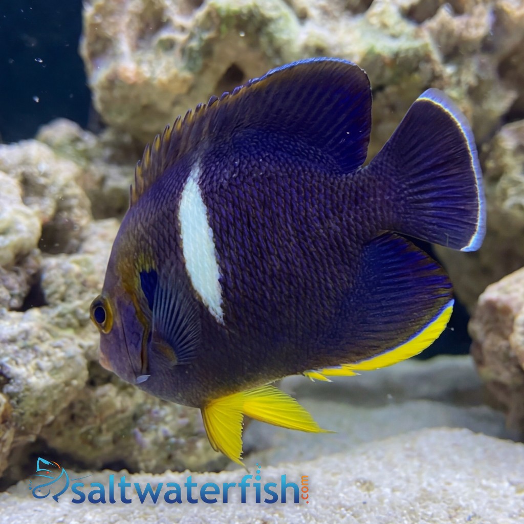 Melas (Keyhole) Angelfish