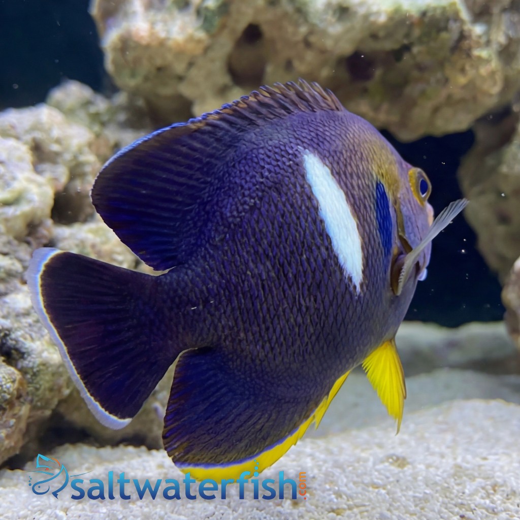 Melas (Keyhole) Angelfish