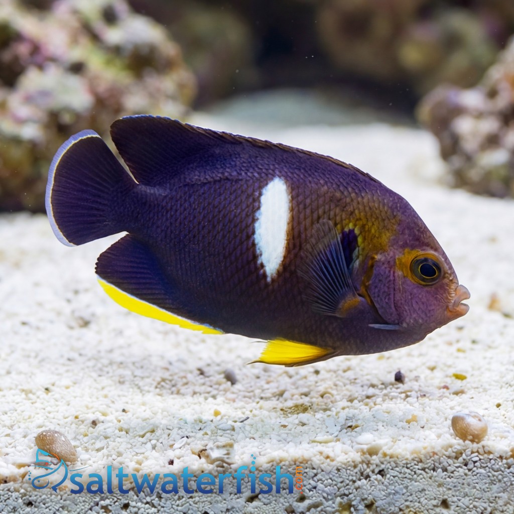 Melas (Keyhole) Angelfish
