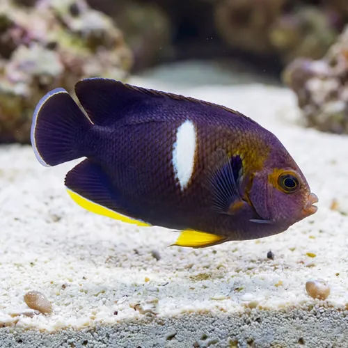 Melas (Keyhole) Angelfish