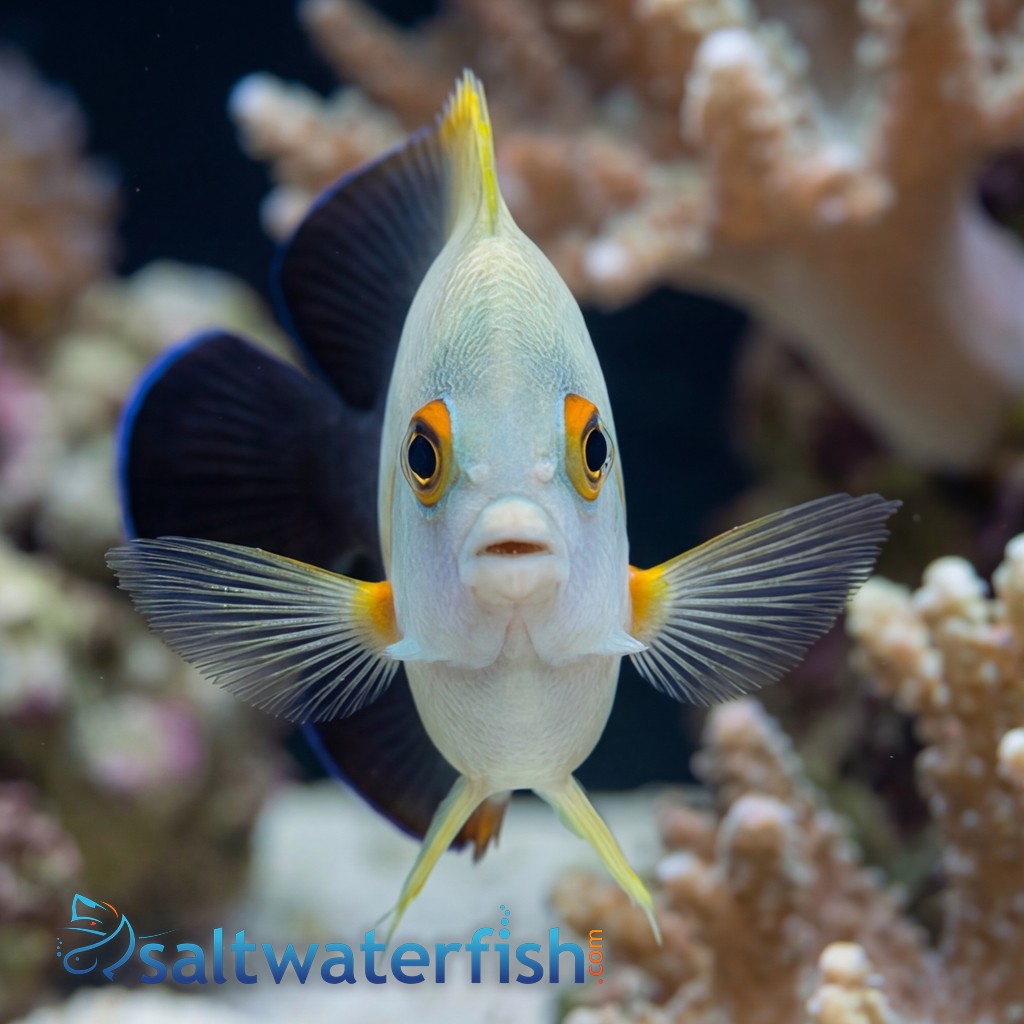 Half Black Angelfish