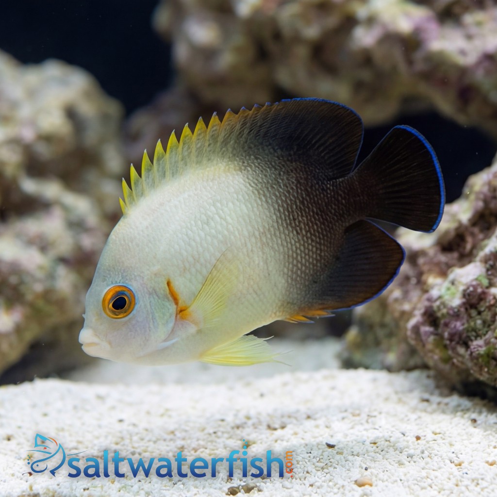 Half Black Angelfish