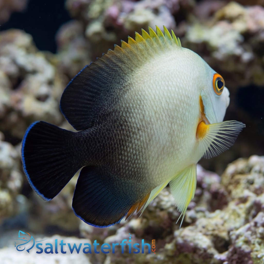 Half Black Angelfish