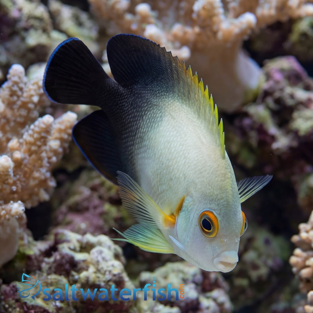 Half Black Angelfish