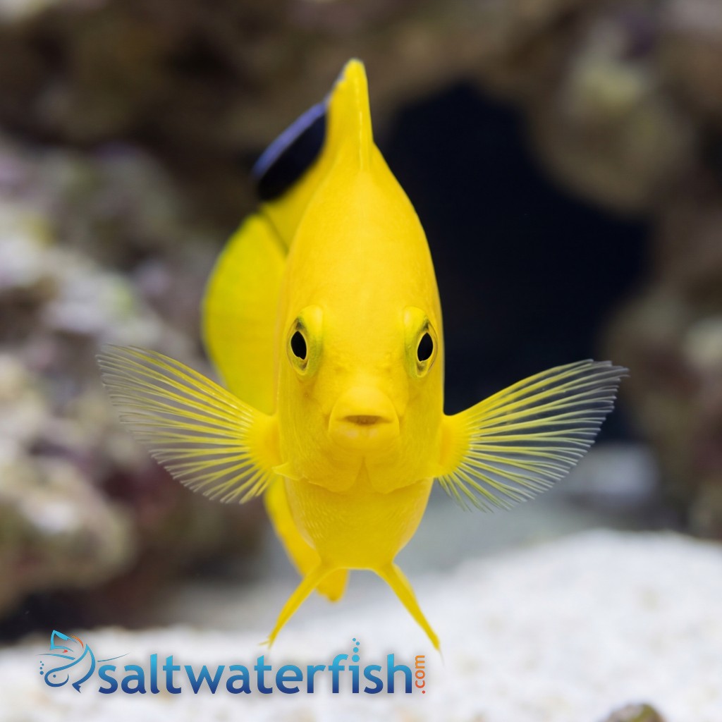 Woodheadi (Black Tip) Angelfish