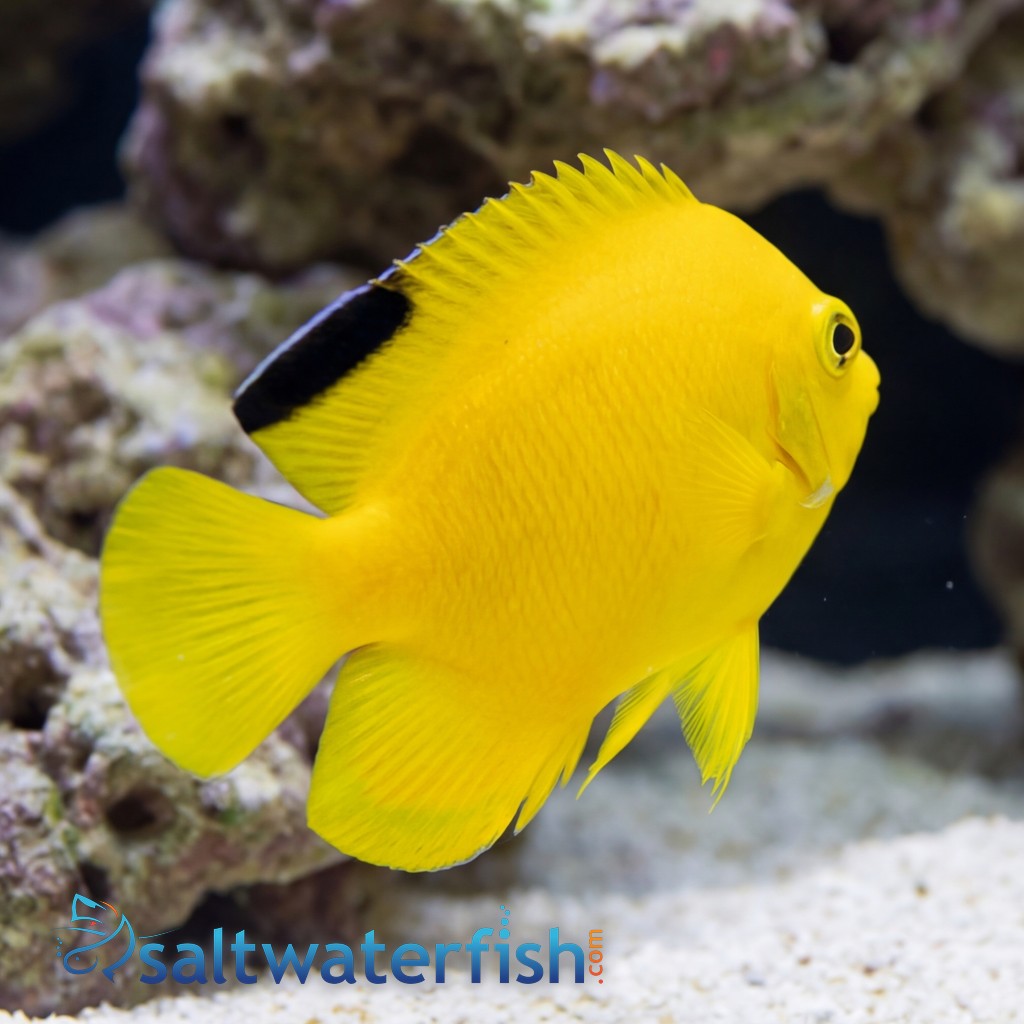 Woodheadi (Black Tip) Angelfish