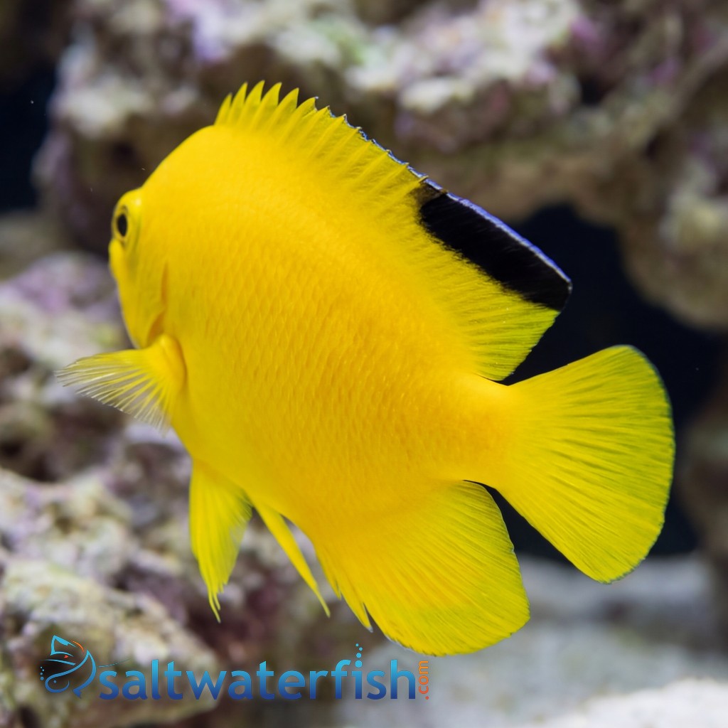 Woodheadi (Black Tip) Angelfish