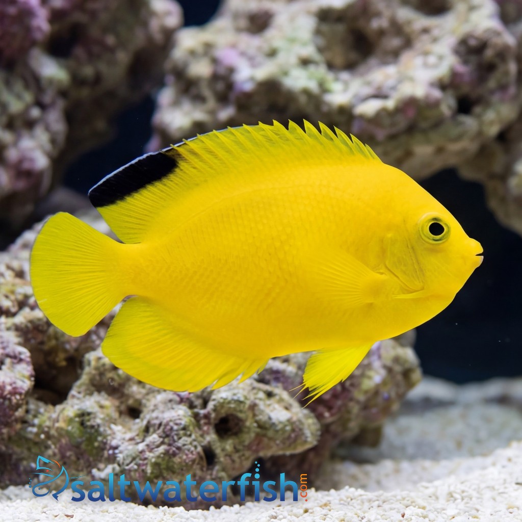 Woodheadi (Black Tip) Angelfish