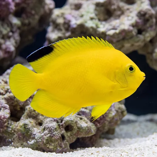 Woodheadi (Black Tip) Angelfish