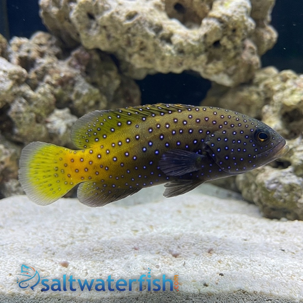 Blue Spot Grouper