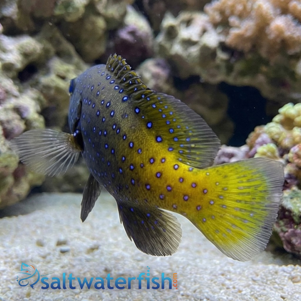 Blue Spot Grouper