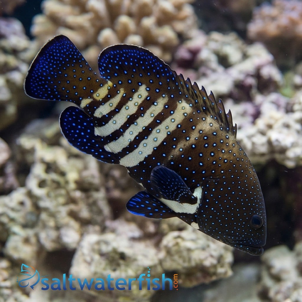 Blue Spot Grouper