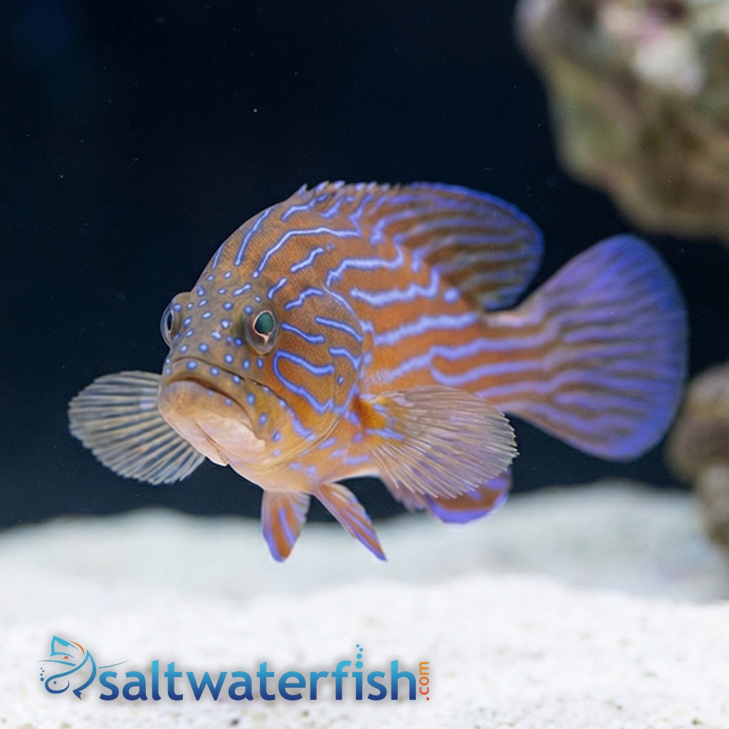 Boenacki (Blueline) Grouper