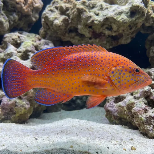 African Hind / Blue Spotted Grouper - Atlantic