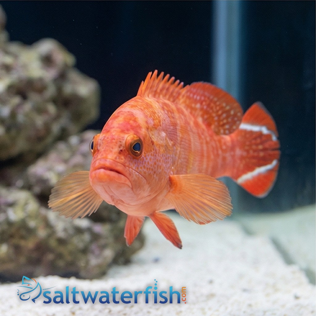 Red V Tail Grouper