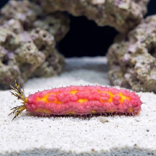Pink Warty Cucumber 