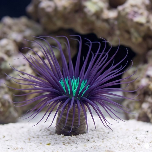 Tube Anemone: Purple/Black w/ Neon Green Center