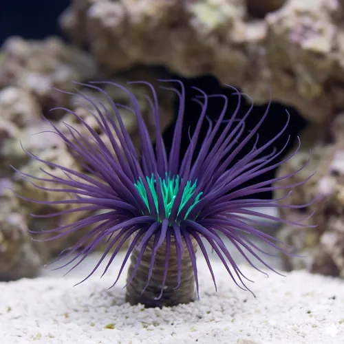 Tube Anemone: Purple/Black w/ Neon Green Center