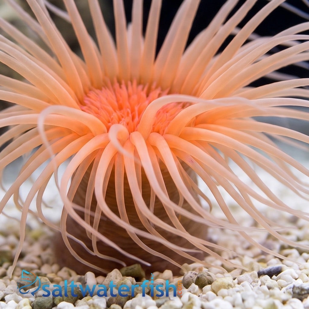 Tube Anemone: Orange