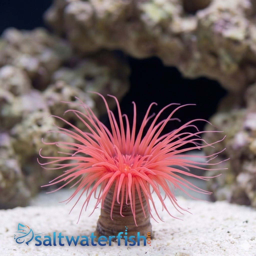 Tube Anemone: Orange