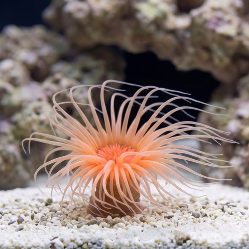 Tube Anemone: Orange