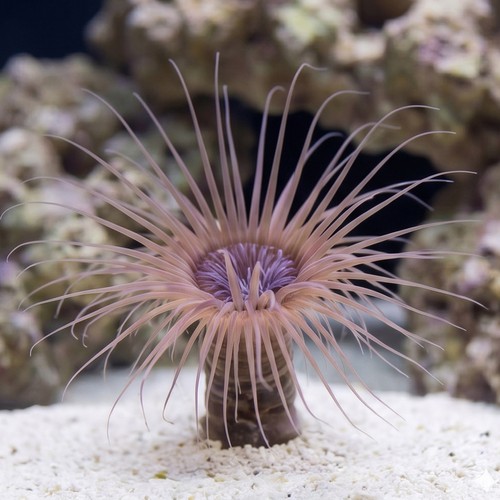 Tube Anemone: Colored