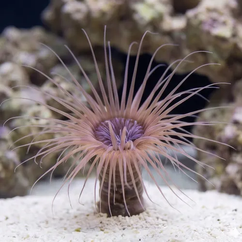 Tube Anemone: Colored
