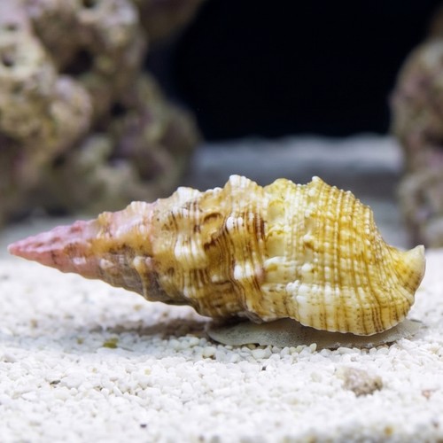 Cerith Snail - Atlantic