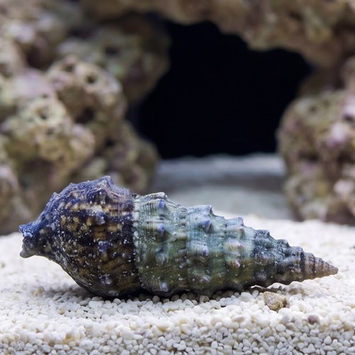 Cerith Snails, Cortez or Cerith Snail Caribbean - Group of 10