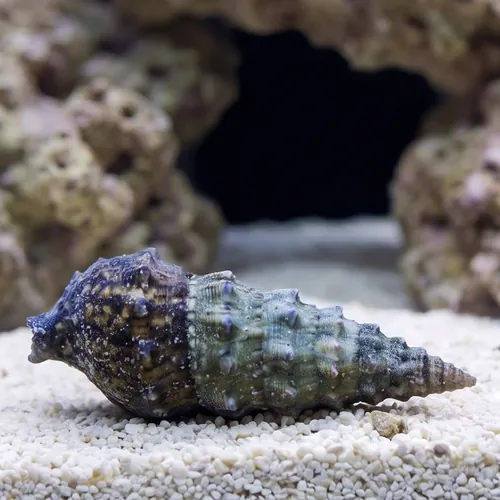 Cerith Snails, Cortez or Cerith Snail Caribbean - Group of 10