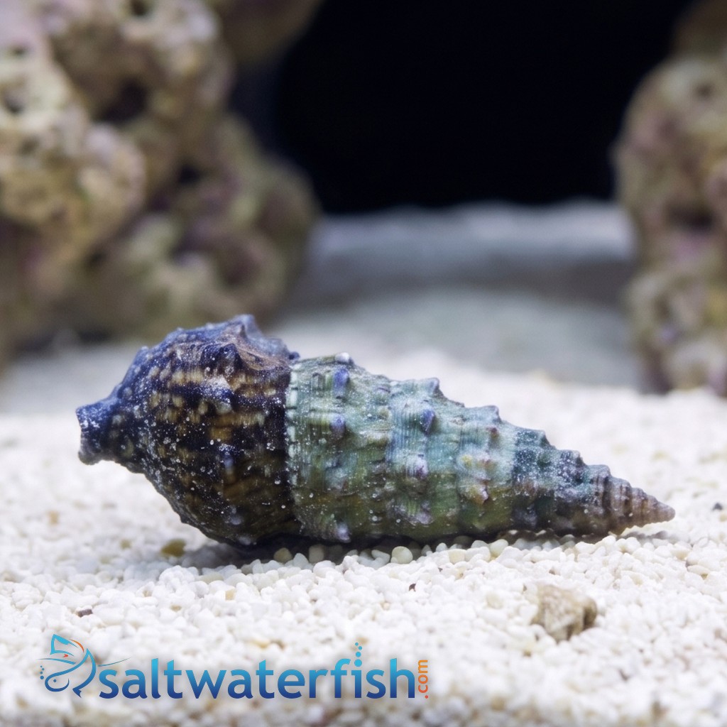 Cerith Snails, Cortez or Cerith Snail Caribbean