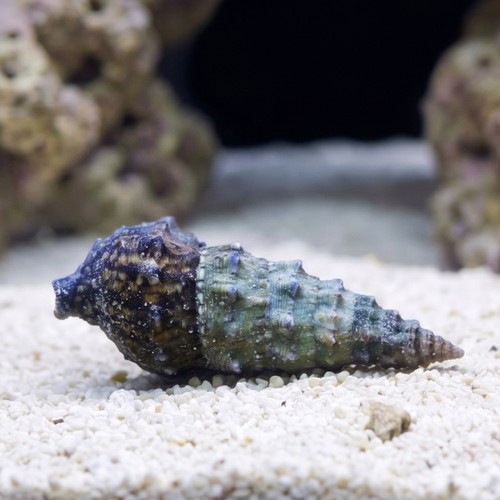Cerith Snails, Cortez or Cerith Snail Caribbean