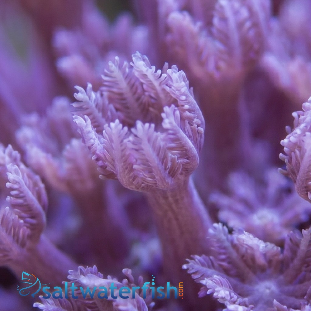 Aquacultured - Blue Cespitularia