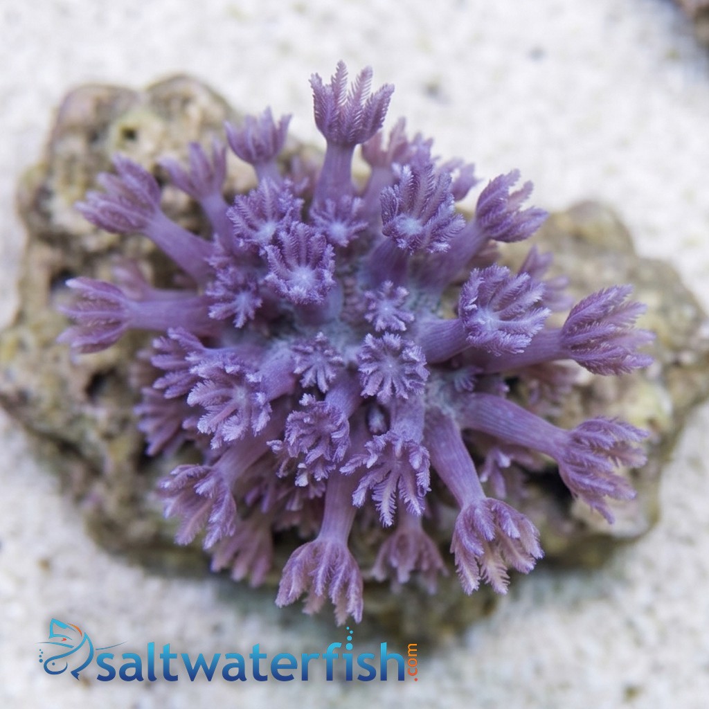 Aquacultured - Blue Cespitularia