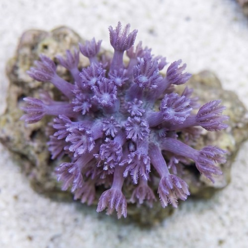 Aquacultured - Blue Cespitularia
