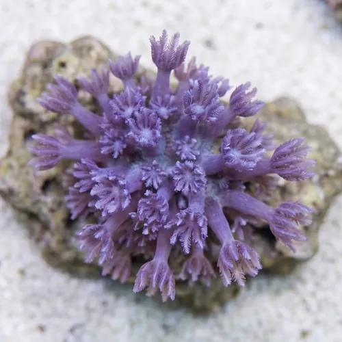 Aquacultured - Blue Cespitularia