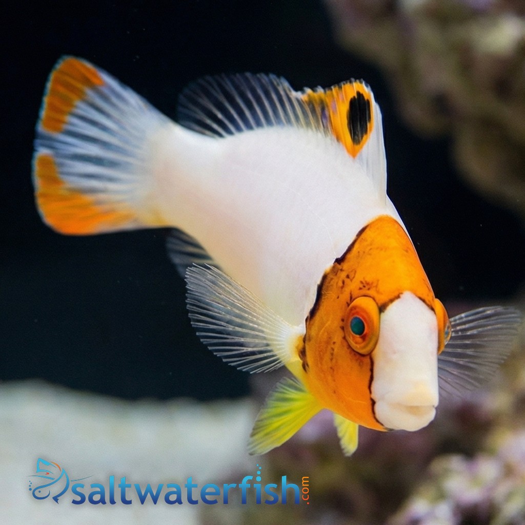 Bicolor Parrotfish