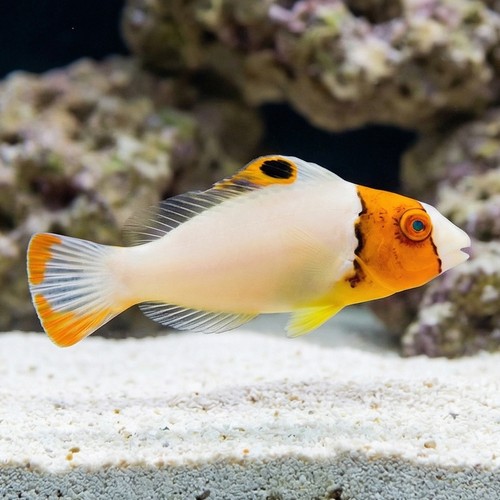 Bicolor Parrotfish