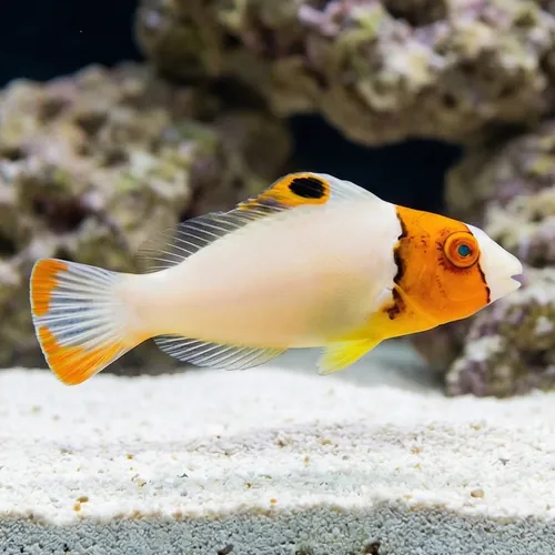 Bicolor Parrotfish