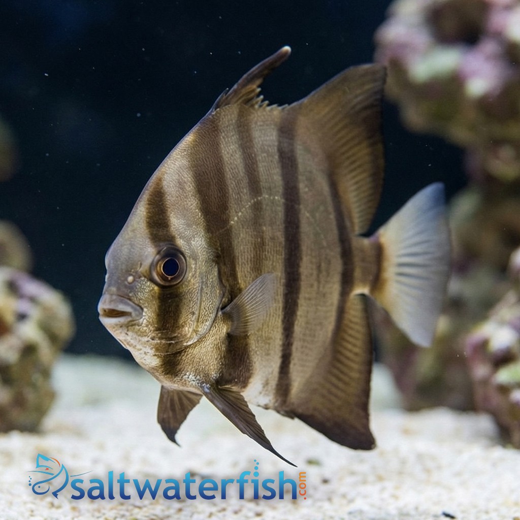 Atlantic Spadefish