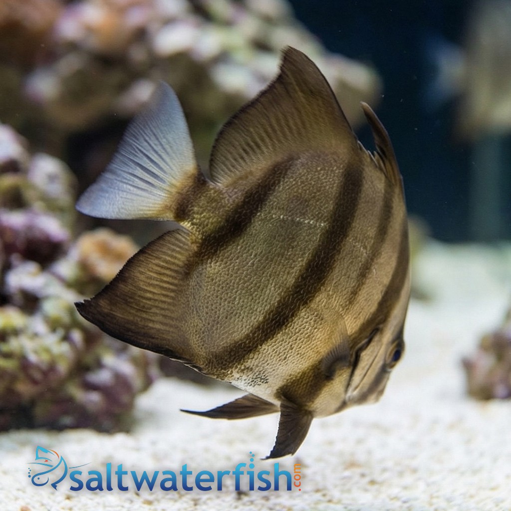 Atlantic Spadefish