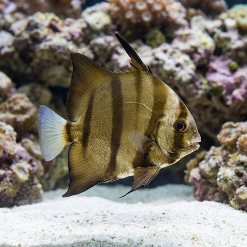 Atlantic Spadefish